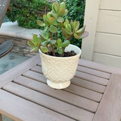 Potted Jade Plant