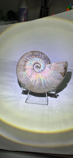 Pearl Amonite