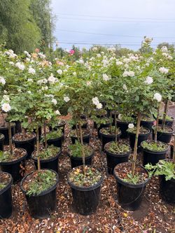 White iceberg roses 15 gal trees