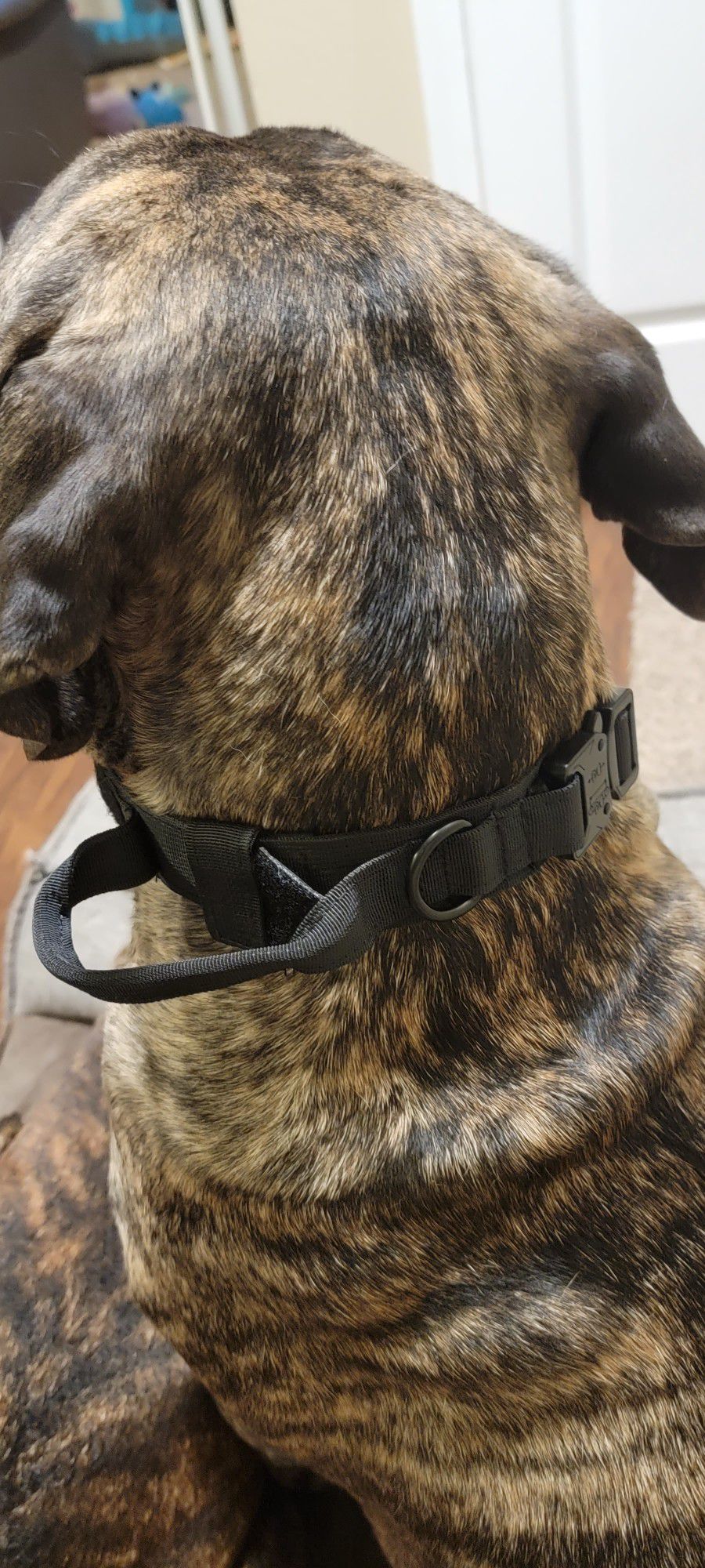Tactical Dog Collar Large And XL