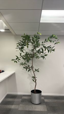 Ficus India