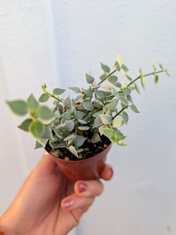 Dischidia Ruscifolia Million Hearts Variegated Plant 2" Pot - Indoor House Plants