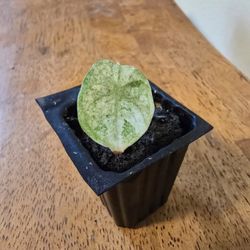 Alocasia Ninja Tricolor 