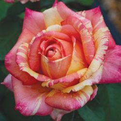 Peach Swirl rose in 1 gallon pot - own root