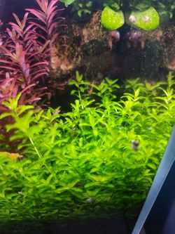 Plant/ Monte carlo