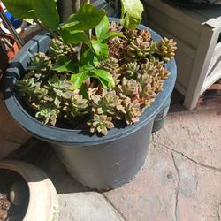 Succulents 