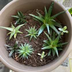 Baby Succulents And Three Jades