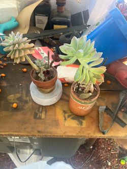 Potted Succulents in Terra Cotta Pots