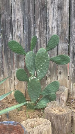 Prickly Pear Cactus plant