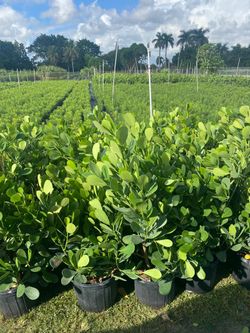 Calusia on sale! $13.00 3'ft