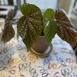 A Beautiful Healthy Angel Wing  Plant 