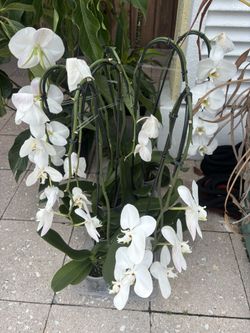 ORCHIDS