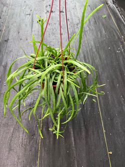 Rhipsalis Boliviana