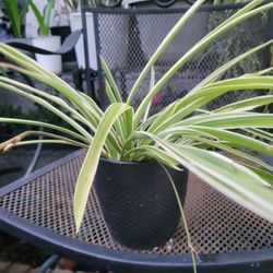 Spider Plant With Ceramic Pot 