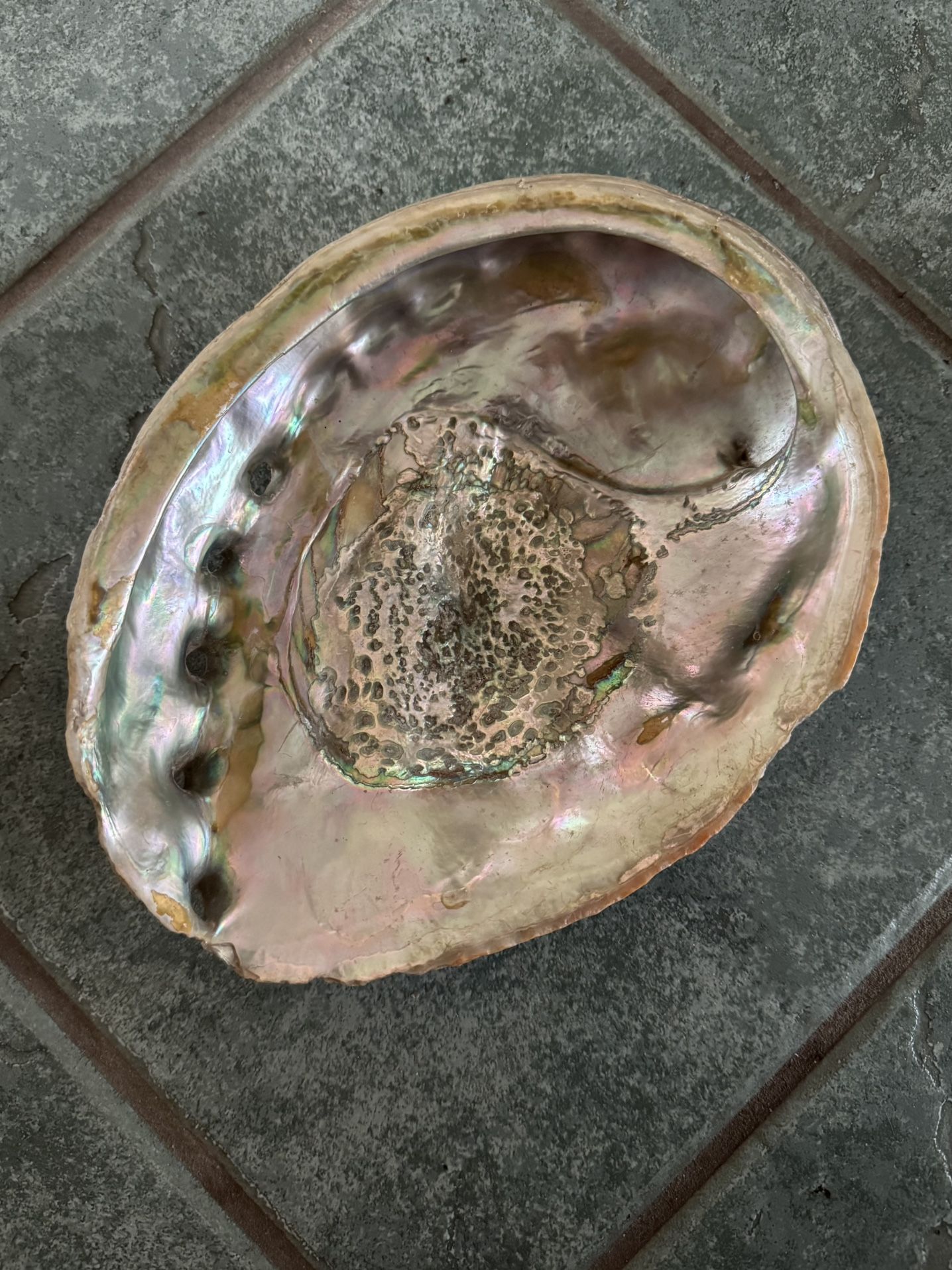 Abalone Seashell, 8 1/2”x6 1/2” Multi Color