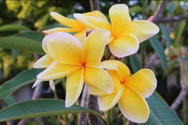 Beautiful Yellow Plumeria flowers.
