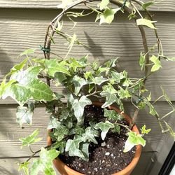 Ivy Perennial Indoor/Outdoor Plant In 5.5"H Pot.