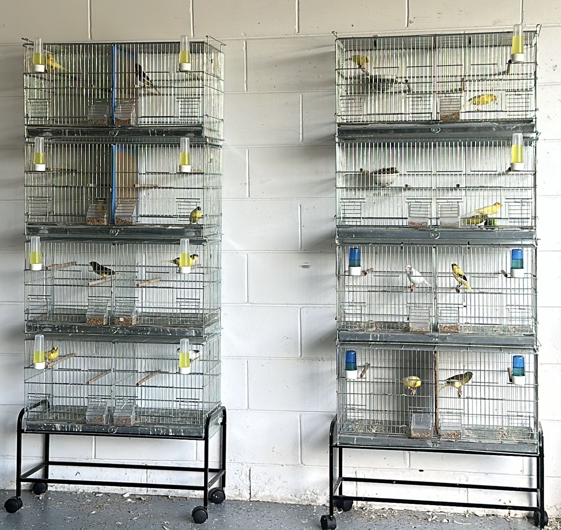 Bird Cage