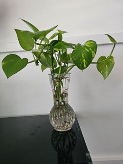 Golden Pothos Cuttings Rooting in Glass Vase