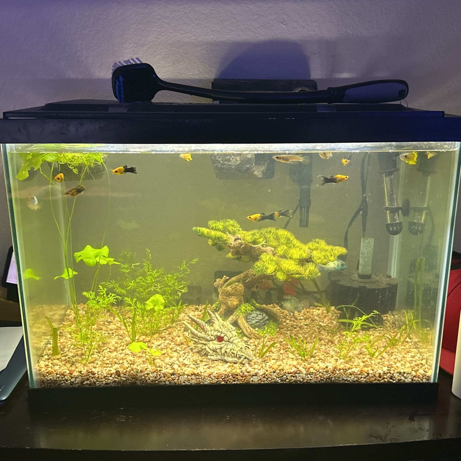 20 Gallon Fish Tank.