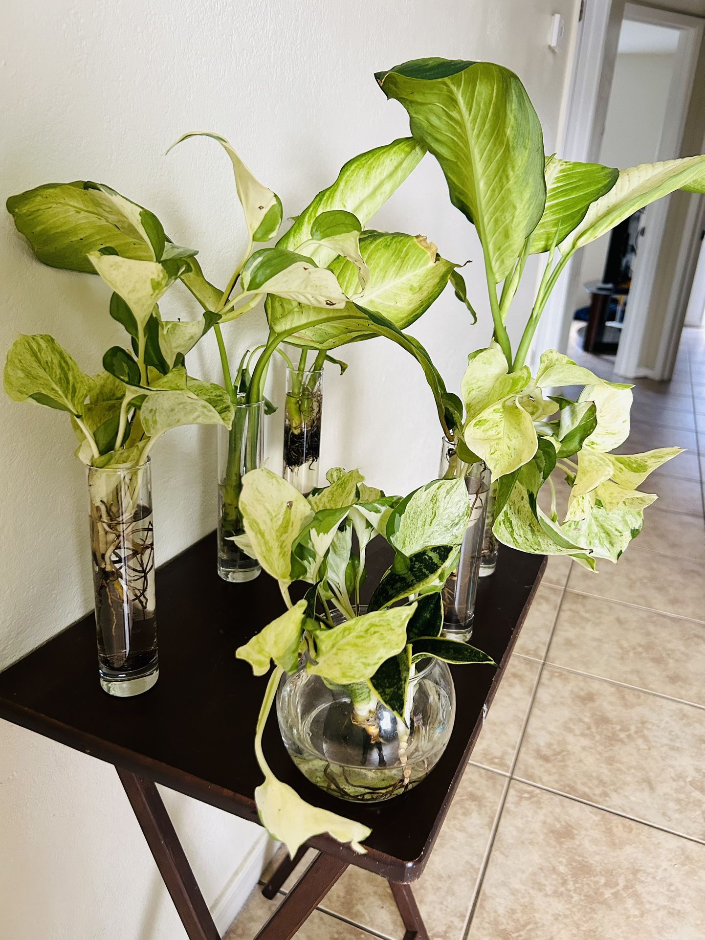 Plants Sale  In Water  10 Each 