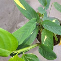 Prayer Plant.