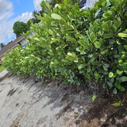 clusias All Sizes available 