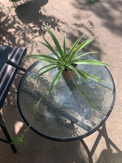 Spider Plant (Chlorophytum comosum), known for its thin, arching variegated leaves.