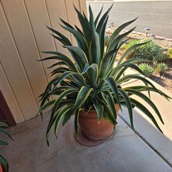 Agave desmettiana