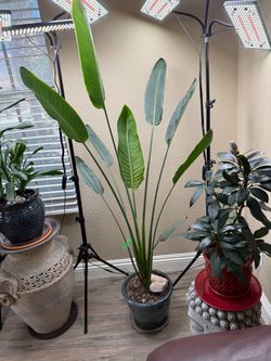 Live Birds Of Paradise 5 ft 2 in Tall with New Ceramic Pot (Please read full description)