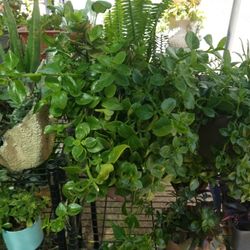 Mix Natural Plants 