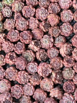 succulents 3 for 10💲