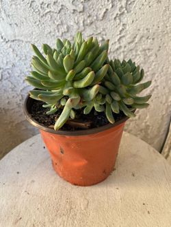 6 Inch Pot Succulent Plant Rossete - Hybrid Sedeveria - Blue Elf - Rooted & Established - Drought Resistant - 🪴