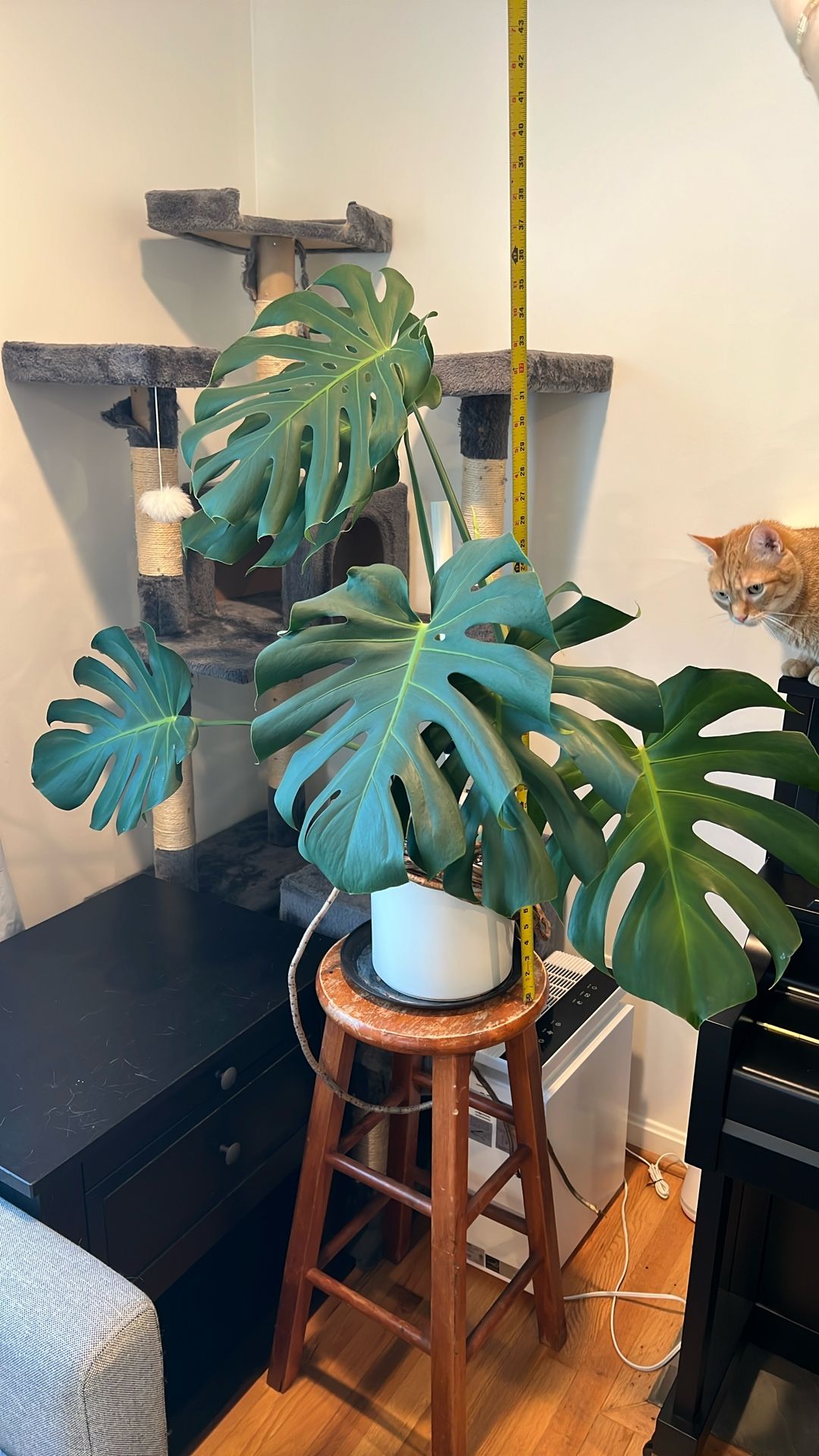 Monstera