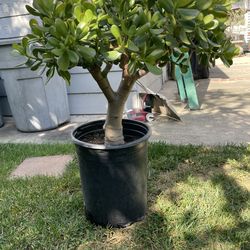 Jade plant