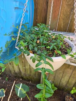 Garden Plant Vinca in Handing Busket