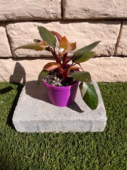 4” Pink Princess Philodendron