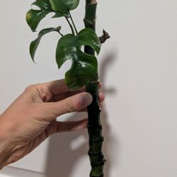 Mini Monstera Plant