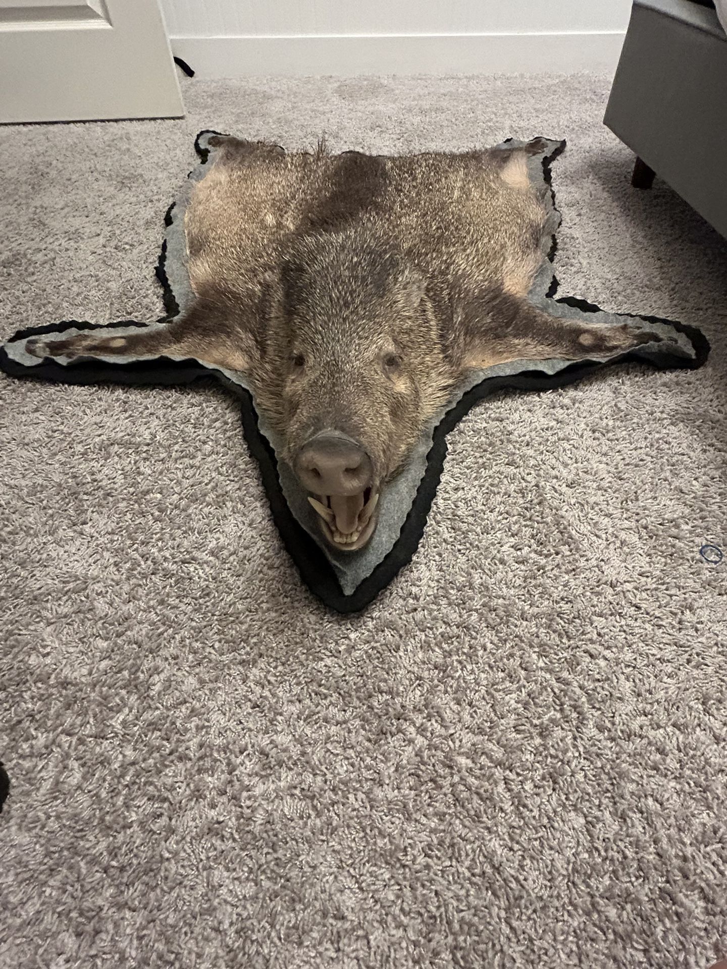 Javelina Rug Mount Taxidermy