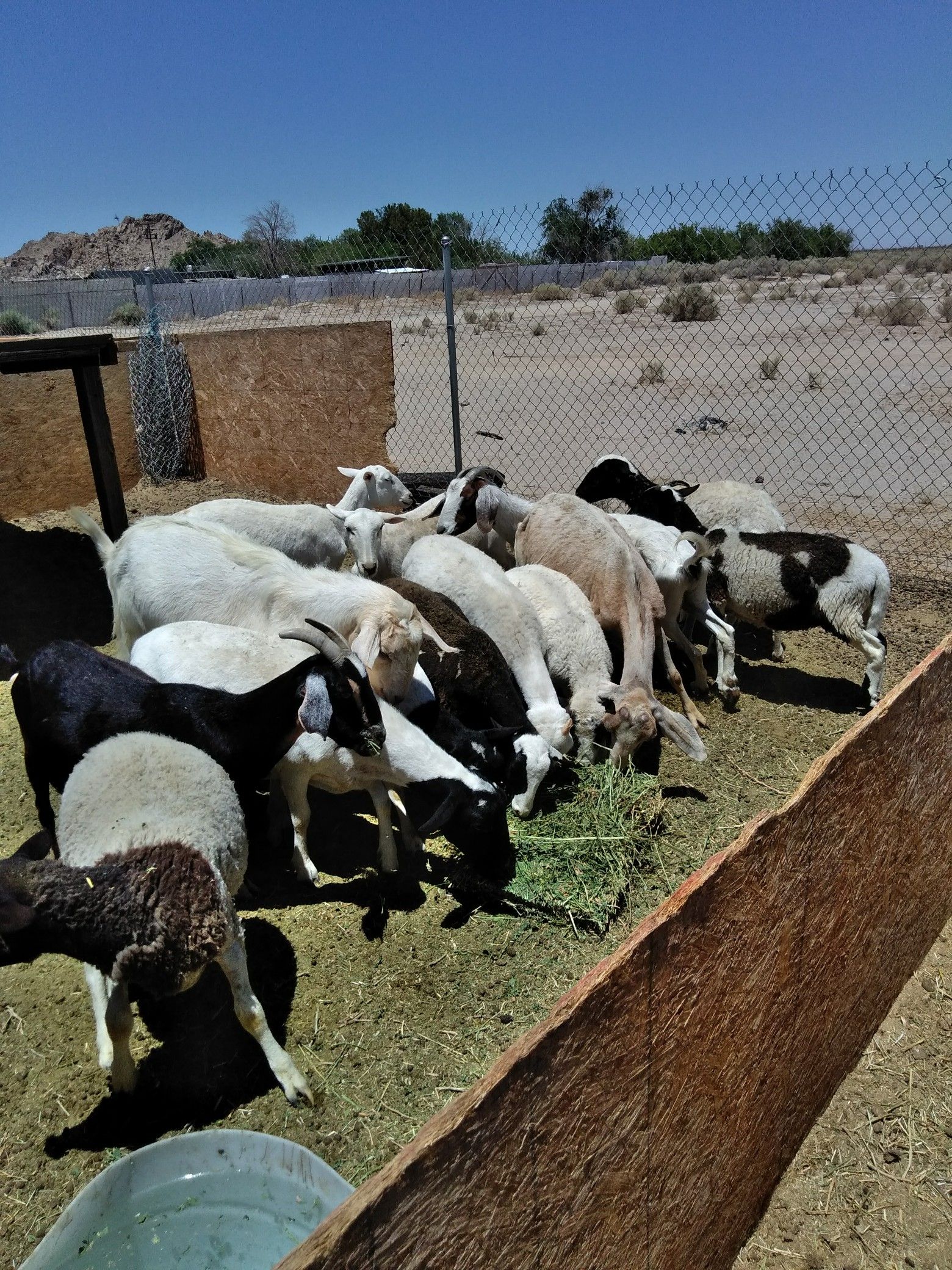 Chivos de venta