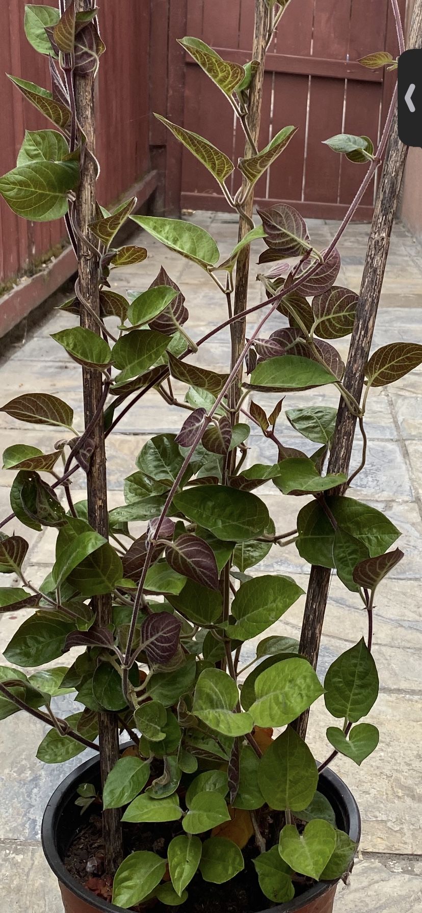 Paederia Tomentosa Plants