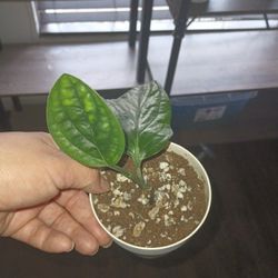 Vining Monstera Peru 4''