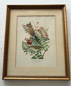 LOUIS AGASSIZ FUERTES Framed 1901 Bird Print Cedar Waxwing & Red-Eyed Vireo