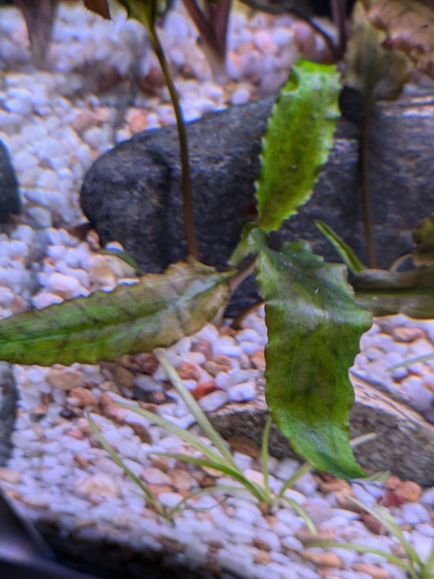 Cryptocoryne Wentii Green $5