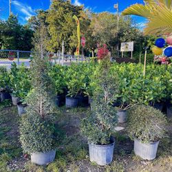 Eugenia Topiary FROM $55.00🏡