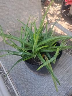 Aloe vera plants