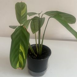 Ctenanthe Never Never Plant 4” pot