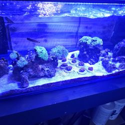 15 Gallon Reef Tank