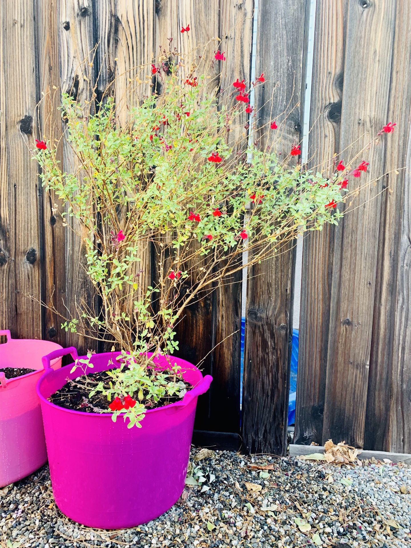 Large Red Sage / Salvia ~ Attracts Hummingbirds, Butterflies & Bees to your garden! Red Flowers