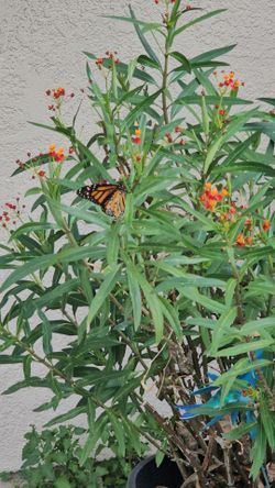 Milk weed
